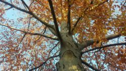 Kunst fotografi Vakkert tre om høsten